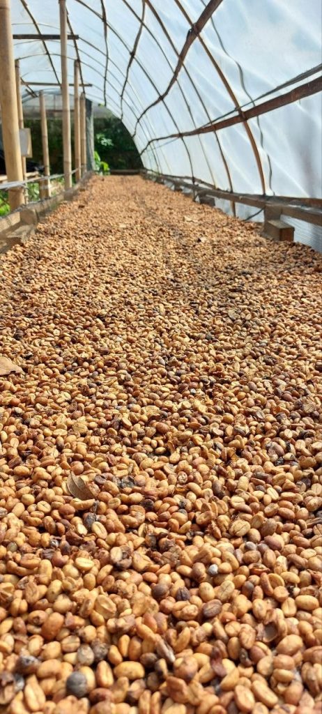 penjemuran_kopi_arabica