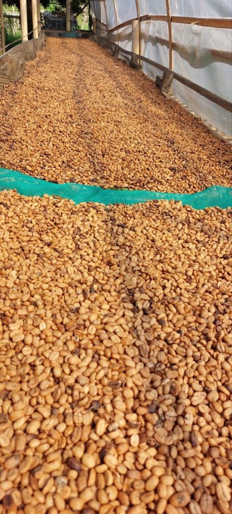 proses_penjemuran_coffee_arabika_jawa-barat